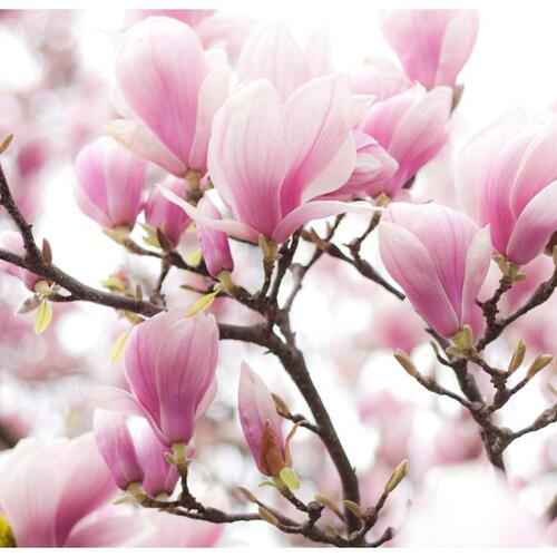 Fototapet - Magnolia bloosom