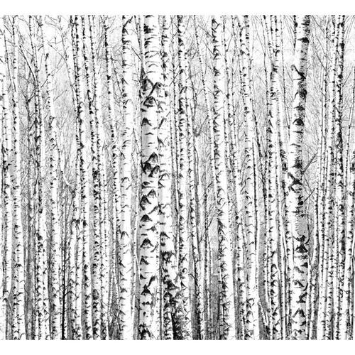 Fototapet - Birch forest