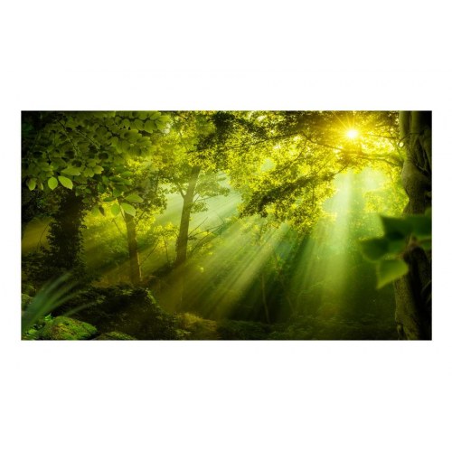 Fototapet - In a Secret Forest II