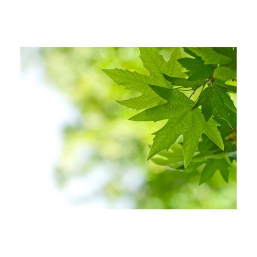 Fototapet - leaves (Shallow focus)