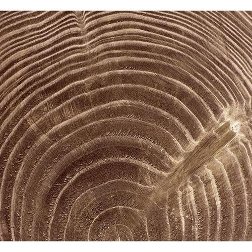 Fototapet - Raw tree