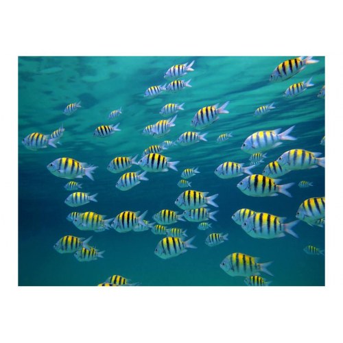 Fototapet - Underwater landskab - Caribbean