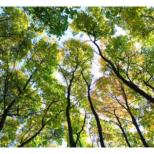 Fototapet - Looking up at the trees