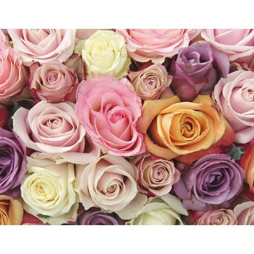 Fototapet - Pastel roses