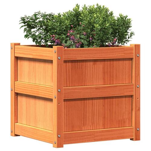 Plantekasse 50x50x50 cm massivt fyrretræ gyldenbrun