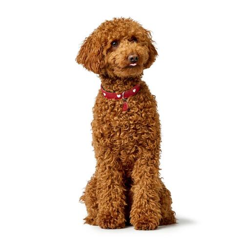Hundehalsbånd Hunter Love S/M 35-43 cm Rød