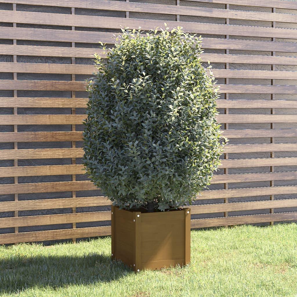 Plantekasse 40x40x40 cm massivt fyrretræ gyldenbrun