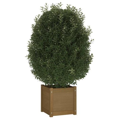 Plantekasse 40x40x40 cm massivt fyrretræ gyldenbrun