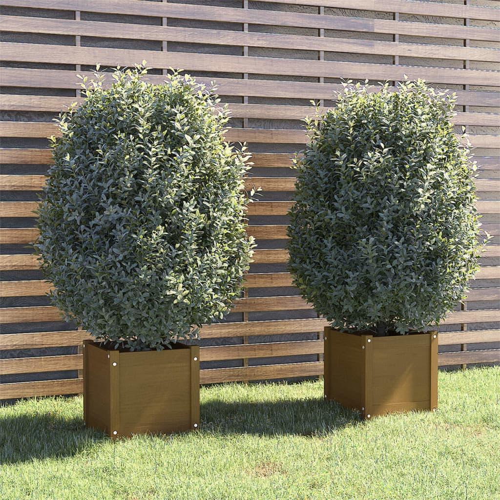 Plantekasser 2 stk. 40x40x40 cm massivt fyrretræ gyldenbrun