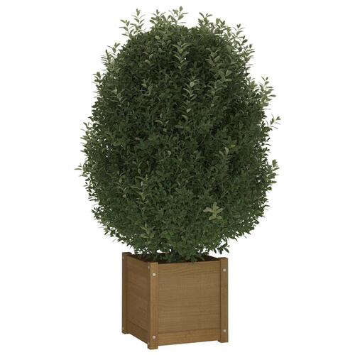 Plantekasser 2 stk. 40x40x40 cm massivt fyrretræ gyldenbrun