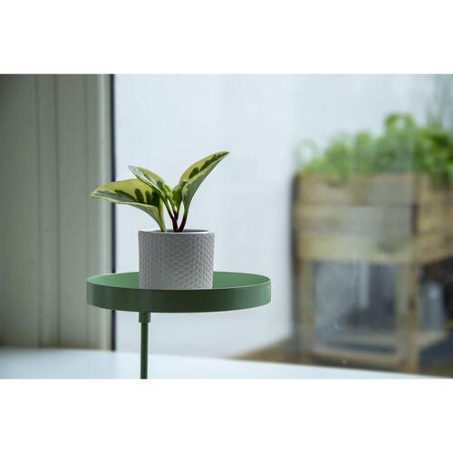 plantebakke med klemme str. M rund grøn