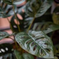 Emerald kunstig monstera i potte Monkey 43 cm
