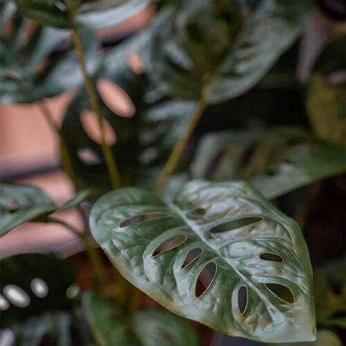 Emerald kunstig monstera i potte Monkey 43 cm