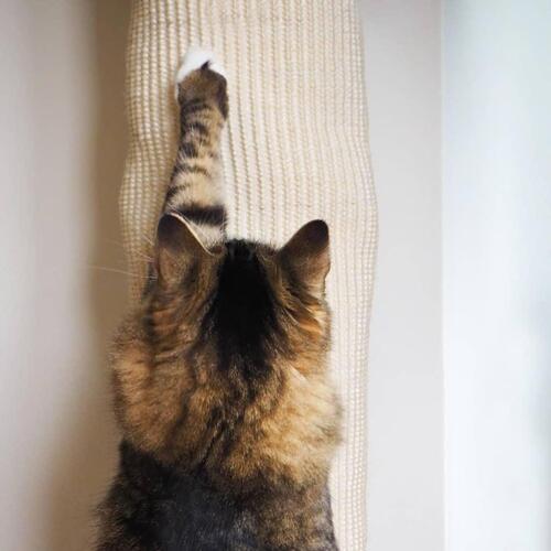 Quapas! klatresæk til katte 180 cm sisal