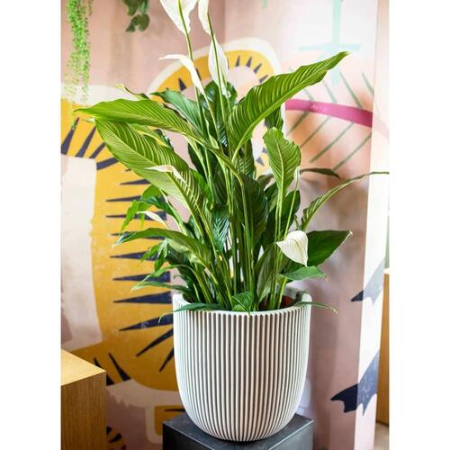 Capi plantekrukke Groove 35x34 cm elfenbensfarvet