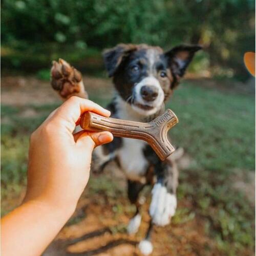 Hund Bidering Benebone Brun dyr