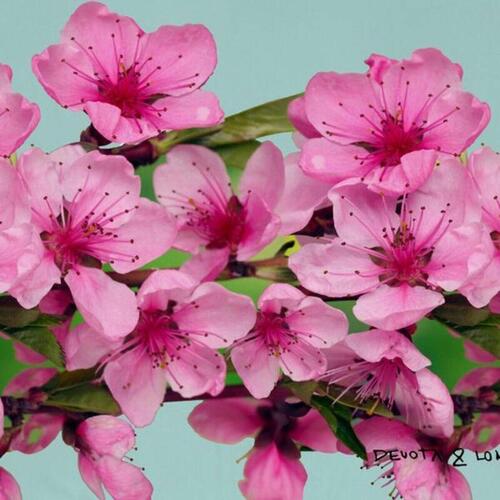 Sengetæppe (vattæppe) Flor Almendro Devota & Lomba UK super king size seng (270 x 260 cm)
