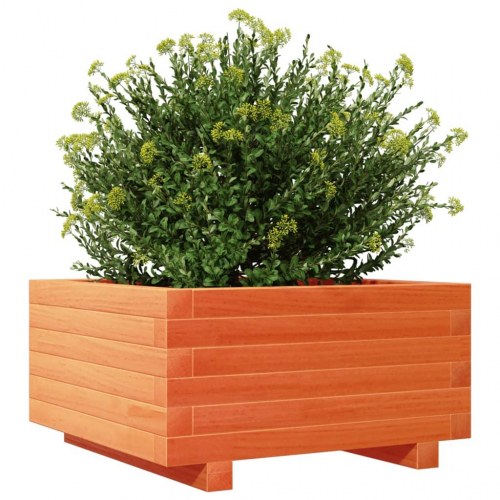 Plantekasse i massivt fyrretræ 50 x 50 x 26,5 cm - gyldenbrun
