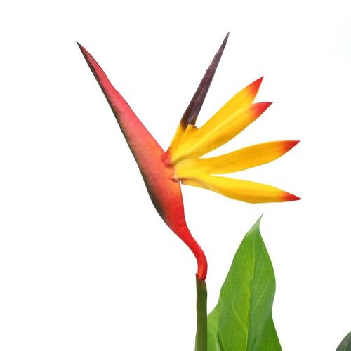 Kunstig Strelitzia reginae-plante paradisfugl 66 cm