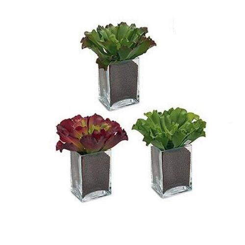 Dekorativ plante