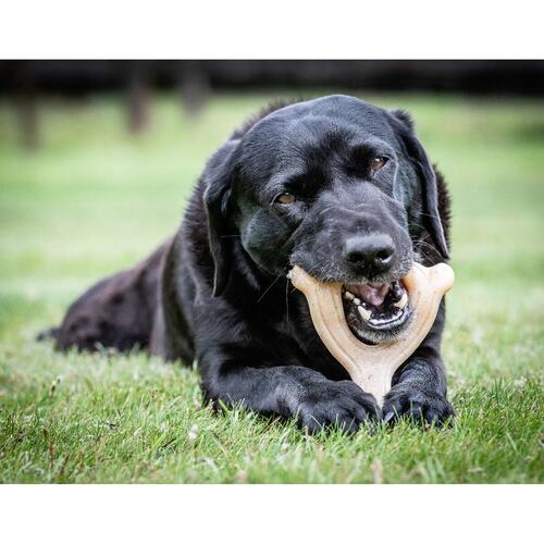 Legetøj til hunde Nylabone Kylling 11 Flødefarvet dyr