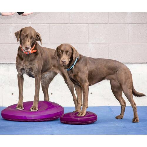 FitPAWS balancebræt til kæledyr 56 cm bærfarvet