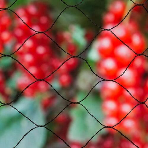 Anti-bird netting Primo Sort Polyetylen 10 x 10 m (OUTLET A+)