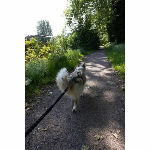 Hundesnor Sort