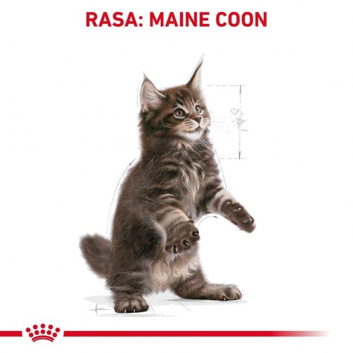 Tørfoder til kat – Royal Canin Maine Coon Kitten 400 g