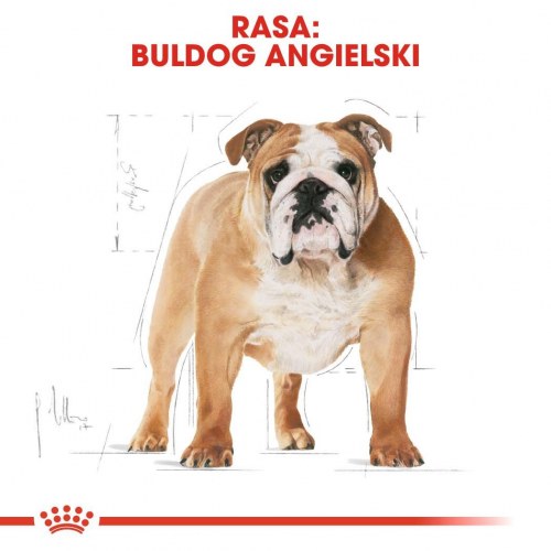 Hundefoder tørfoder Royal Canin Bulldog Adult 12 kg