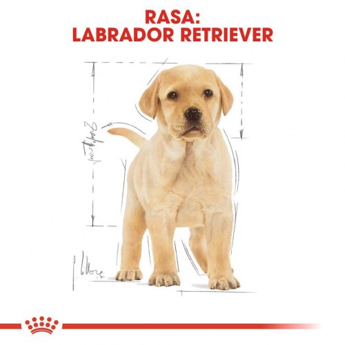 Hundefoder tørfoder Royal Canin Labrador Retriever Puppy – 12 kg