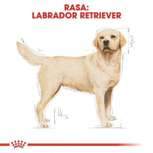 Hundefoder tørfoder Royal Canin Labrador Adult 12 kg