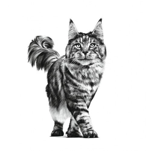 Kattemad tørfoder Royal Canin Gastrointestinal 400 g