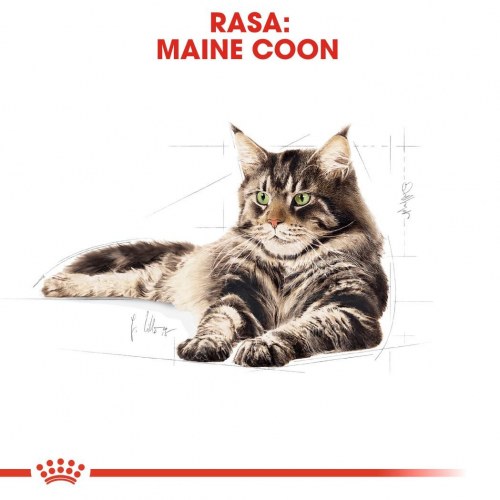 Kattemad tør – Royal Canin Maine Coon Adult, 10 kg