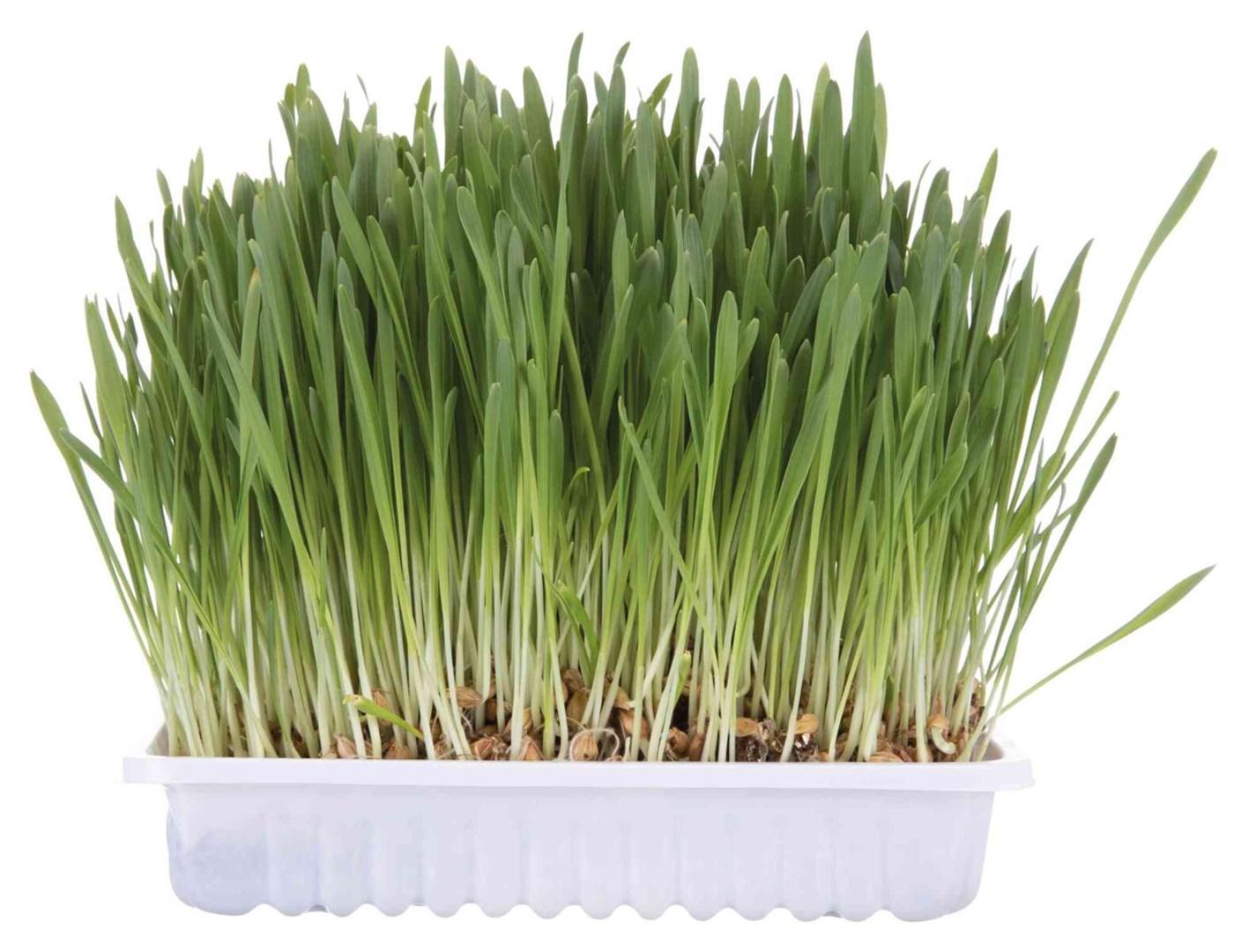 Kattesnack TRIXIE - græs og grøntsagsdelikatesse, 100 g billede