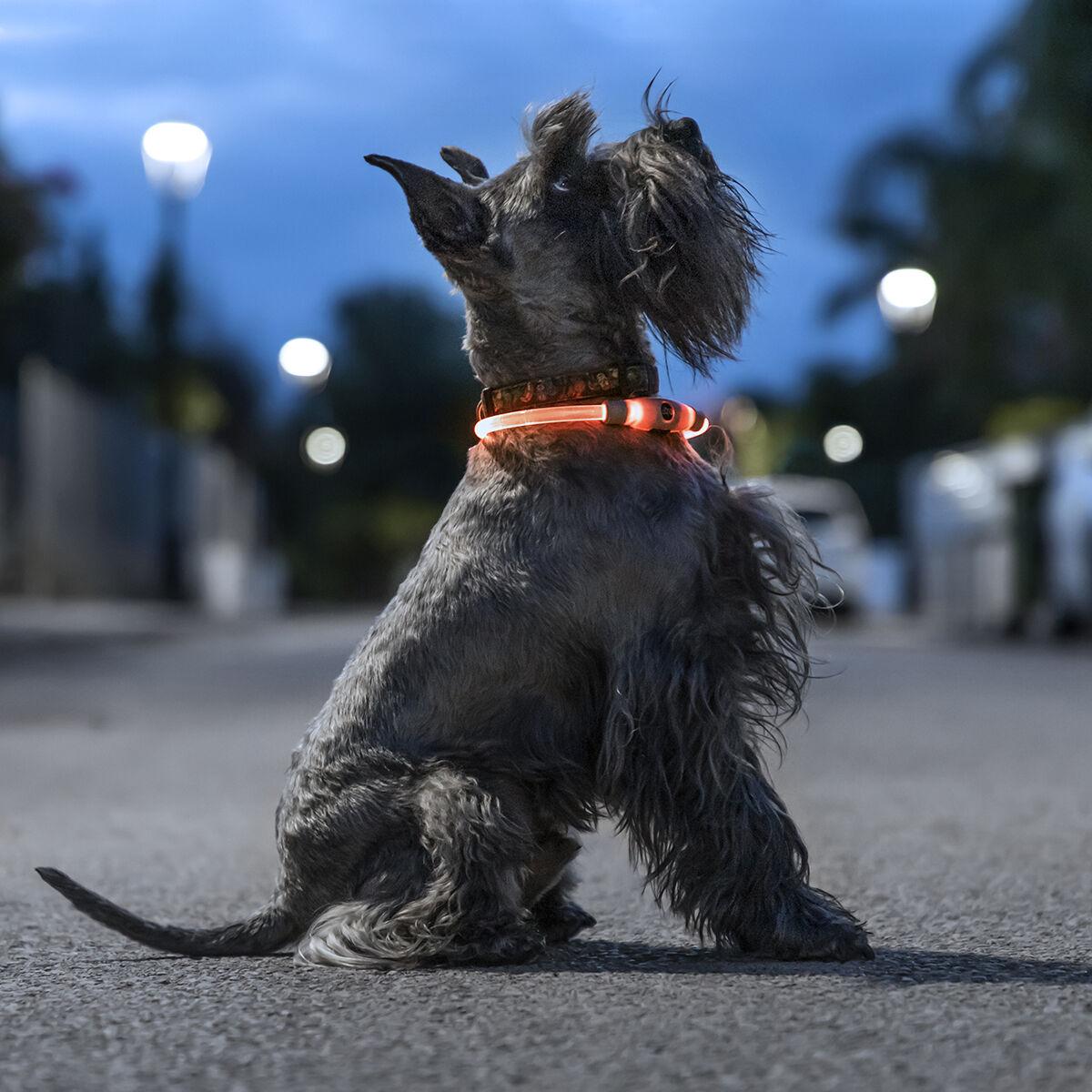 Petlux LED hundehalsbånd - justerbart, genopladeligt
