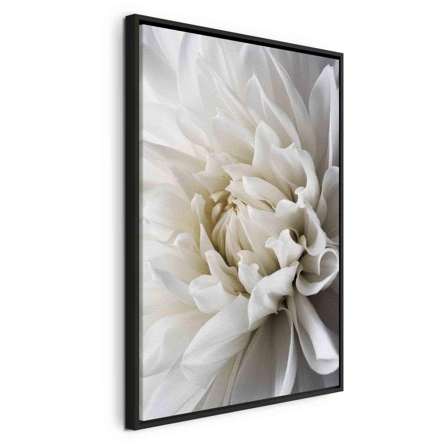 Lærredsbillede Hvid Dahlia - 60 x 90 cm - I en sort træramme