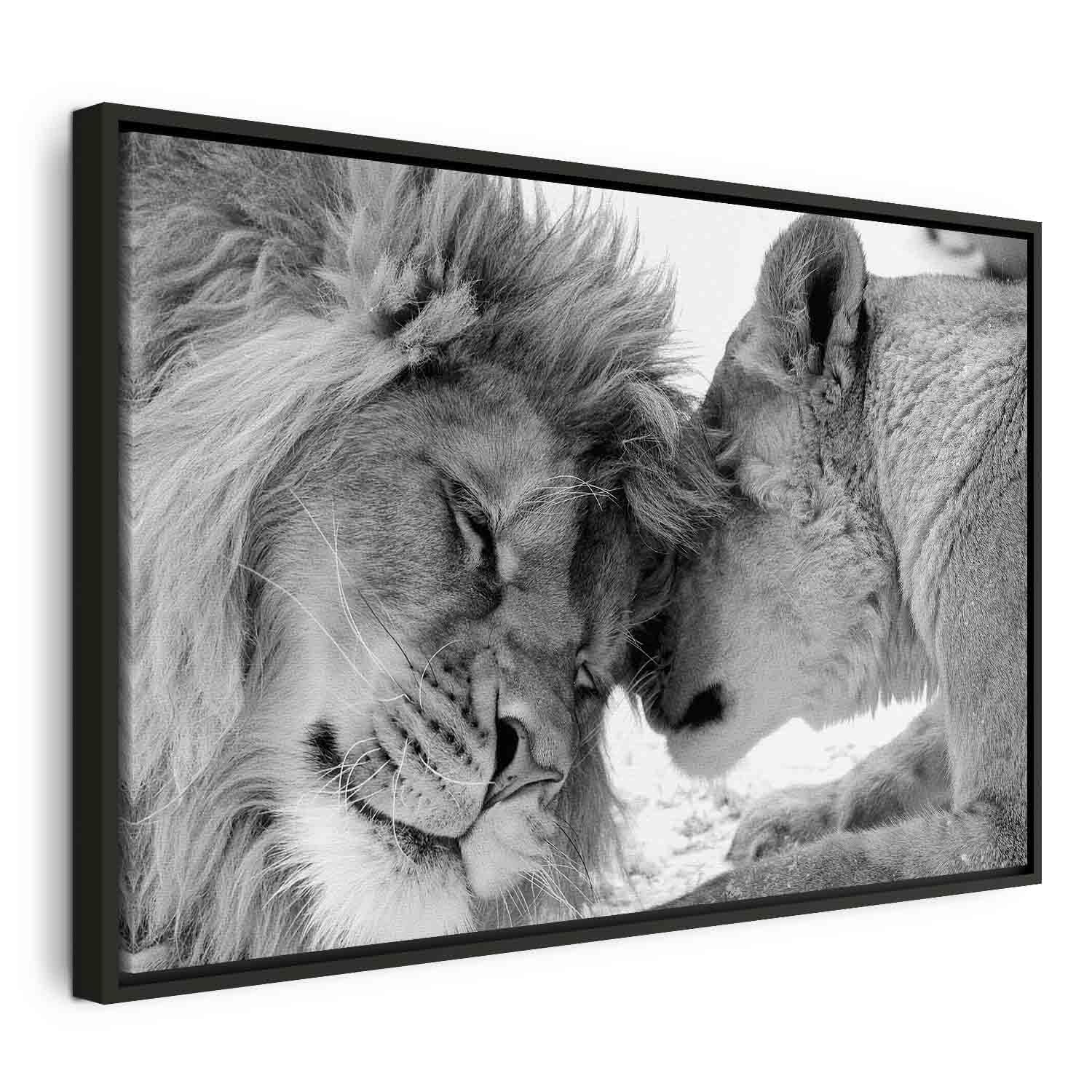 Lærredsbillede Løvers Kærlighed med løvepar - 60 x 40 cm - I en sort træramme