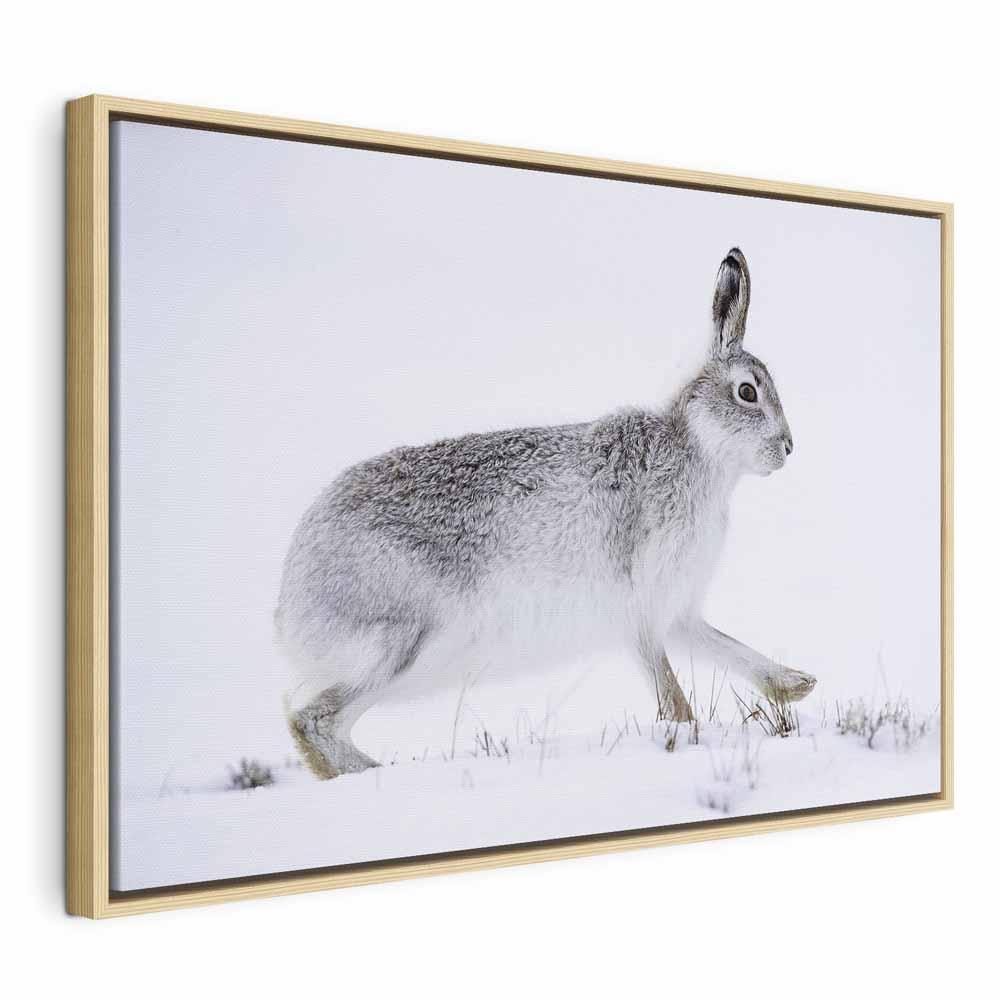 Lærredsbillede Hare i bredt format - 60 x 40 cm - I en naturlig træramme