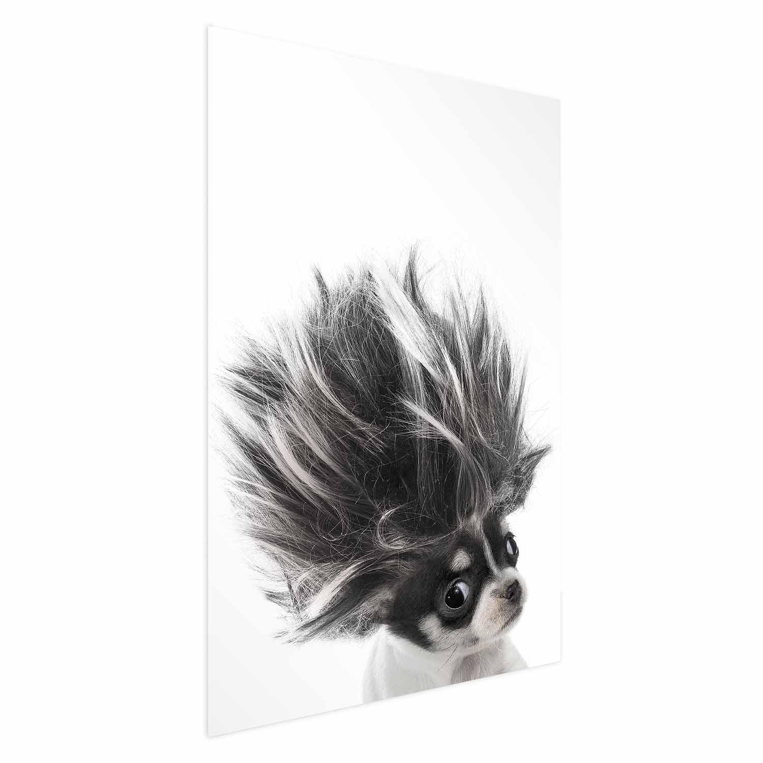 Chihuahua plakat til børneværelse - 29.7 x 42 cm - Uden ramme