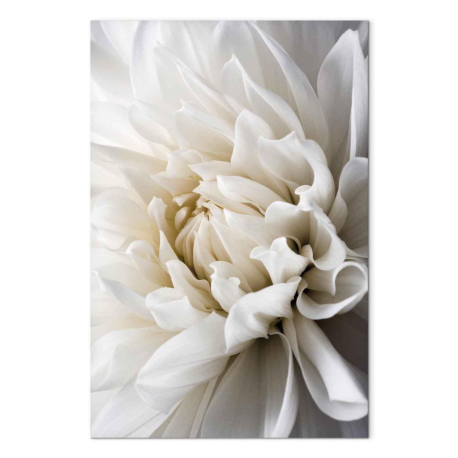 Lærredsbillede Hvid Dahlia - 20 x 30 cm - Premium Print