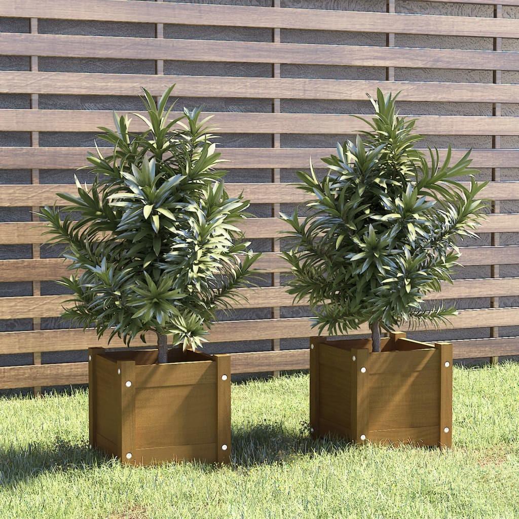 Plantekasser 2 stk. 31x31x31 cm massivt fyrretræ gyldenbrun