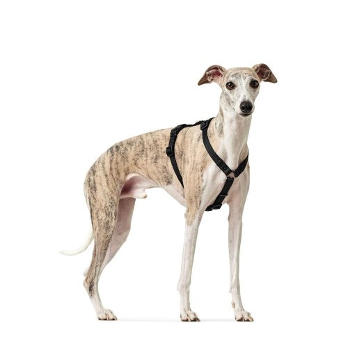 Hunter hundesele - sort, størrelse M/L (64-100 cm)