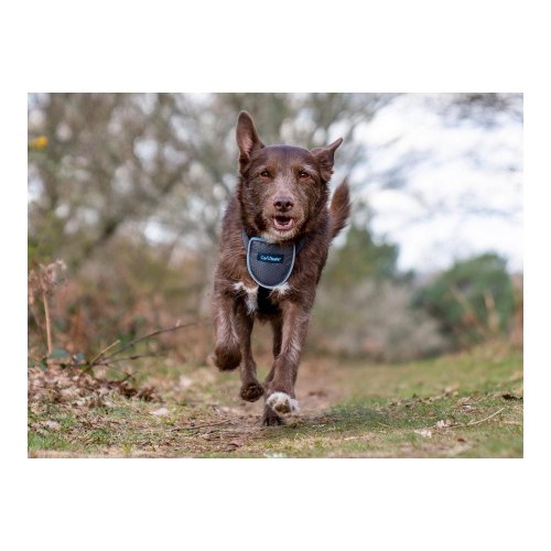 Company of Animals CarSafe hundesele - sort, str. L