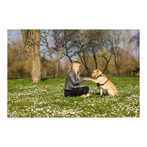 Halti No Pull Hundesele - Company of Animals, M (34-56 cm), sort