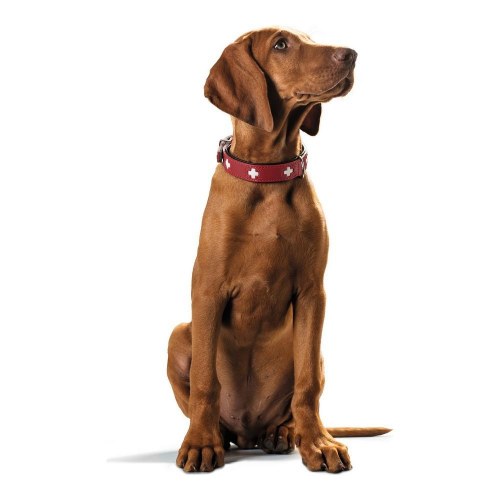 Hunter Hundehalsbånd Swiss - Rød/Sort, 38-43,5 cm