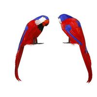 Papegøje Multifarvet