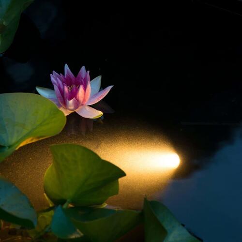 undervandslampe til havedam Aqua Spotlight LED 6 W