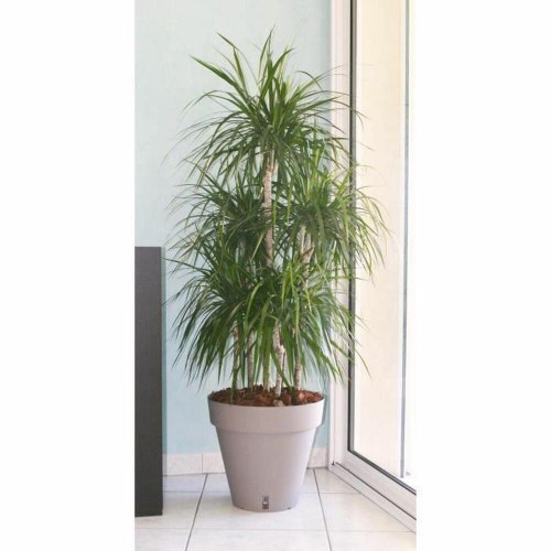 Krukke til planter Riviera - taupe/brun, Ø 50 cm, polypropylen
