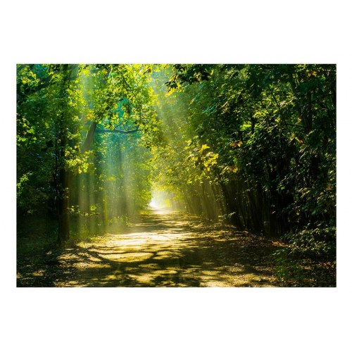 Fototapet - Road in Sunlight